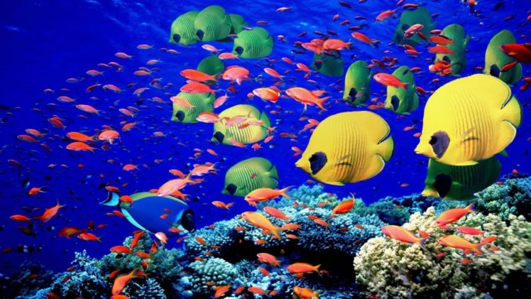 animals, Fishes, Underwater, Swim, Coral, Reef, Colors, Bright, Sea, Life HD Wallpaper Desktop Background