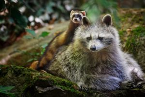 animals, Raccoons, Weasels, Friends, Wildlife, Fur, Whiskers, Nature, Forest, Rocks, Moss