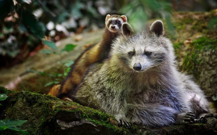 animals, Raccoons, Weasels, Friends, Wildlife, Fur, Whiskers, Nature, Forest, Rocks, Moss HD Wallpaper Desktop Background