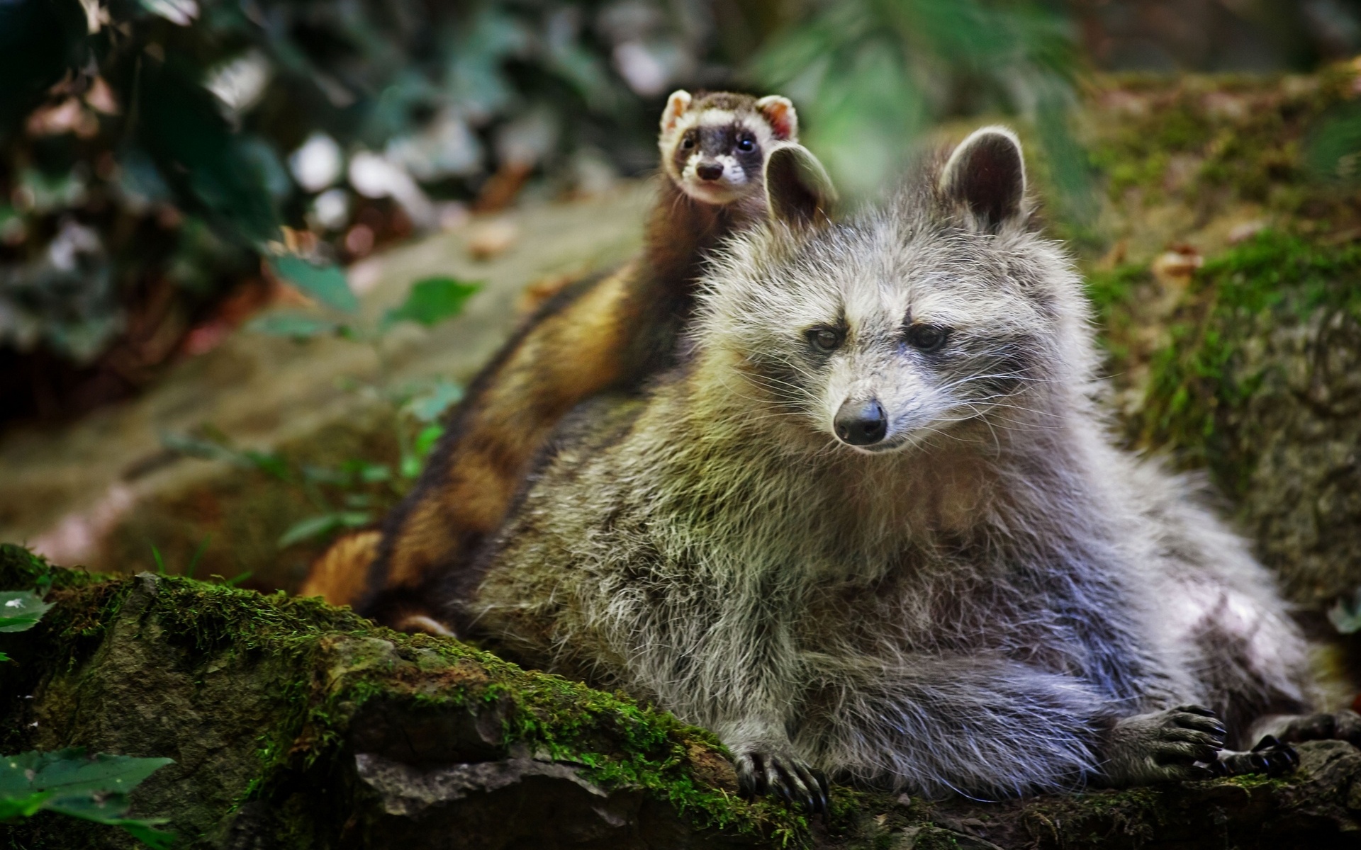 animals, Raccoons, Weasels, Friends, Wildlife, Fur, Whiskers, Nature, Forest, Rocks, Moss Wallpaper