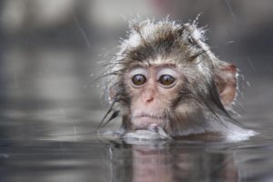 animals, Wet, Monkeys, Primates, Macaques, Japanese, Macaque