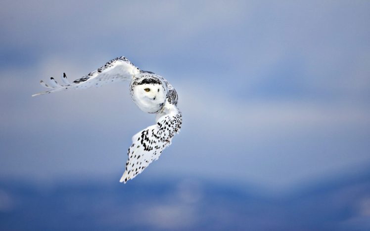 animals, Owls, Wildlife, Raptor, Birds, Wings, Snow, Sky, Feathers, Flight HD Wallpaper Desktop Background