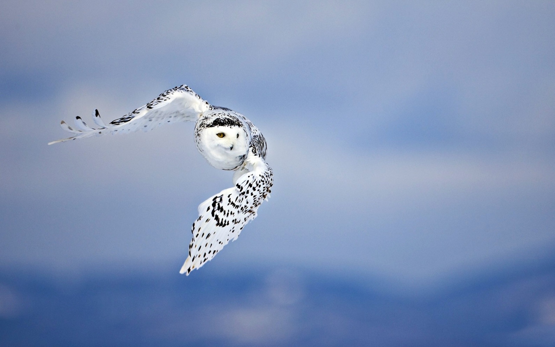 animals, Owls, Wildlife, Raptor, Birds, Wings, Snow, Sky, Feathers, Flight Wallpaper