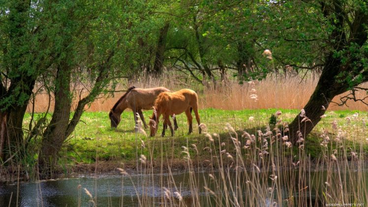 landscapes, Animals, Grass, Horses, Junk, Lakes, Land, Eating HD Wallpaper Desktop Background