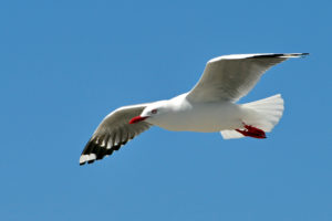 animals, Birds, Seagulls, Gulls, Wildlife, Wings, Flight, Fly, Sky, Nature, Feathers