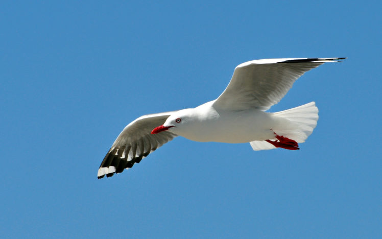 animals, Birds, Seagulls, Gulls, Wildlife, Wings, Flight, Fly, Sky, Nature, Feathers HD Wallpaper Desktop Background