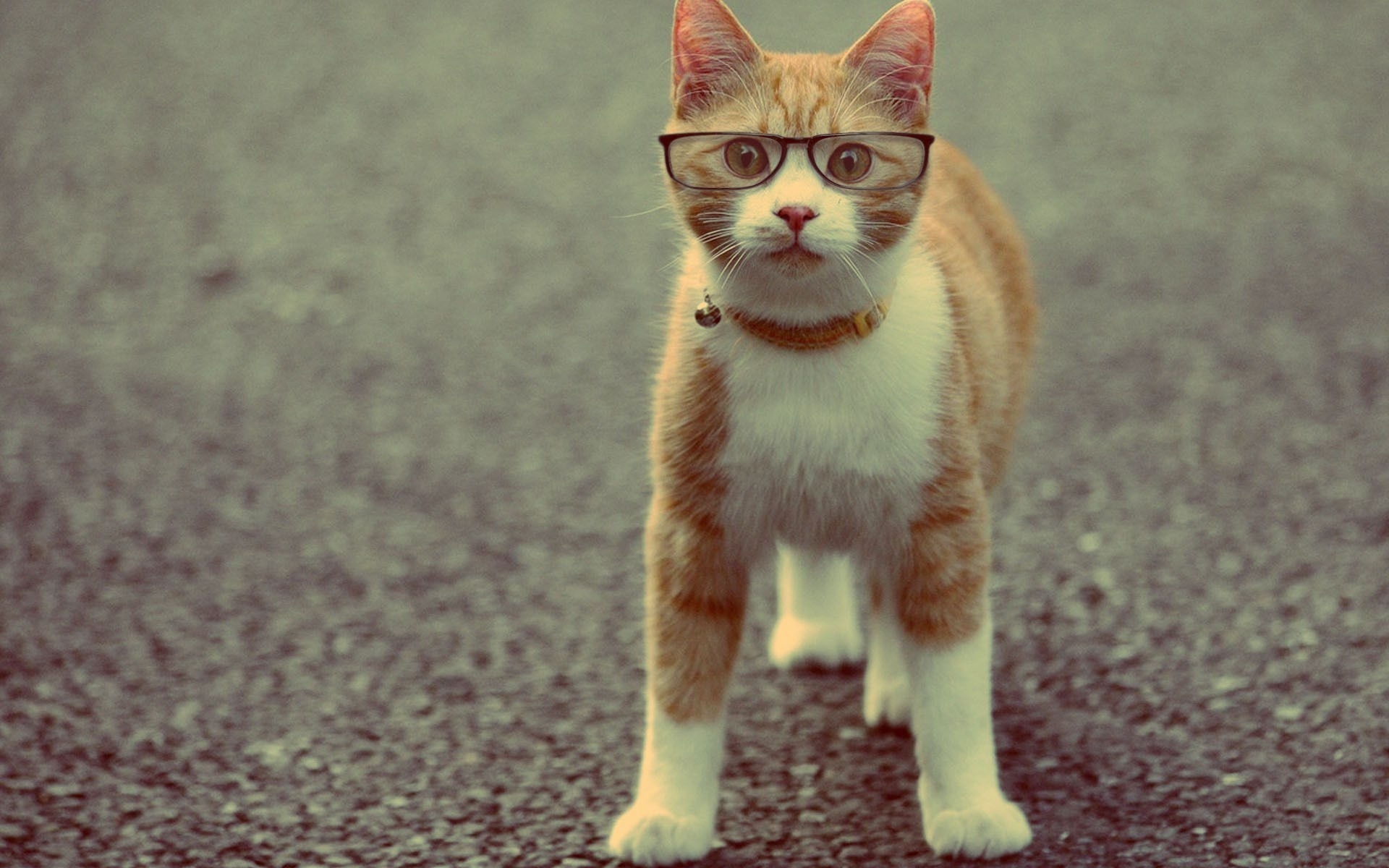 animals, Cats, Felines, Glasses, Humor, Funny, Cute, Eyes, Face