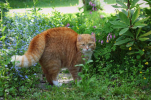 animals, Cats, Felines, Garden, Nature, Flowers, Plants, Fur, Whiskers