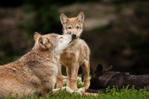 animals, Wolf, Wolves, Wildlife, Predators, Babies, Cubs, Mother, Mom, Love, Cute, Face, Eyes, Stare, Look, Fur, Whiskers