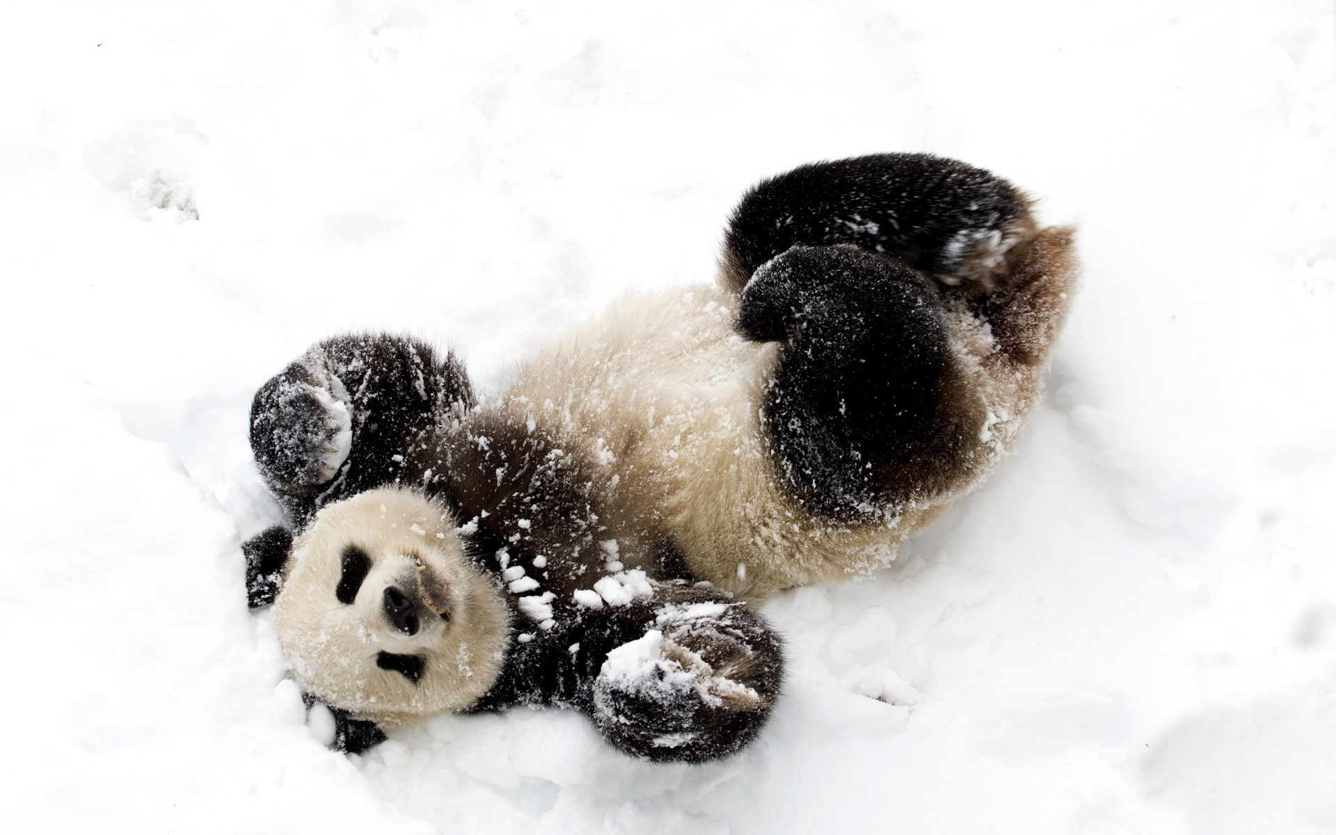 panda, Animals, Bears, Mood, Emotion, Happy, Fur, Contrast, Face, Eyes, Winter, Snow, Seasons, Nature, Wildlife Wallpaper