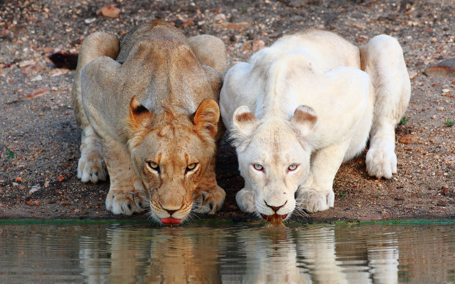 animals, Cats, Predator, Lions, Contrast, Albino, Fur, Whiskers, Face, Eyes, Wildlife, Africa, Lakes, Water, Pond Wallpaper