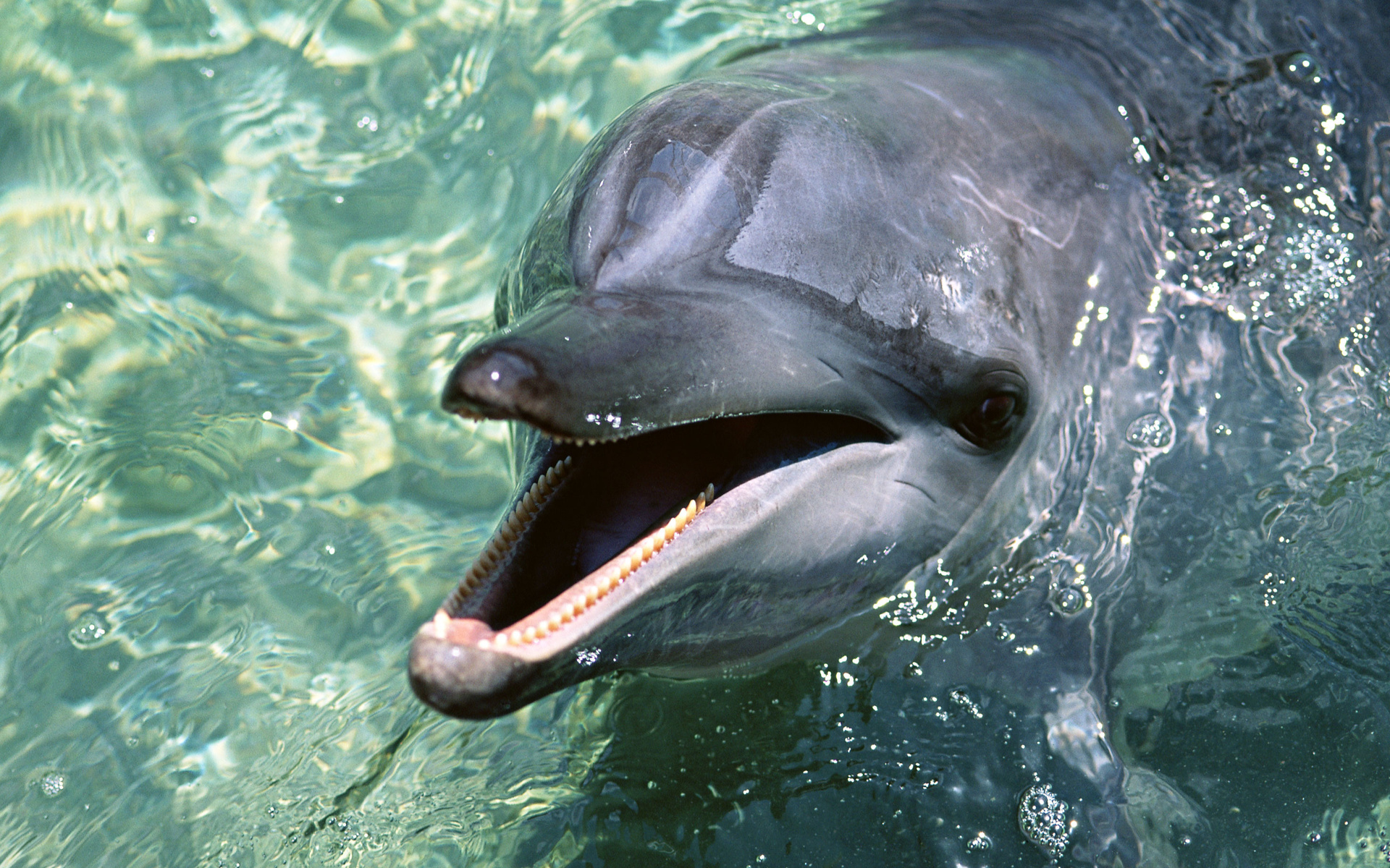 animals, Dolphins, Sealife, Pool, Aquarium, Water, Wet, Moth, Jaw, Teeth, Face, Eyes Wallpaper