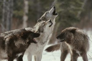 animals, Wolves, Wolf, Trees, Forest, Wildlife, Predator, Winter, Snow, Howl, Muzzle, Fangs, Mood, Emotion, Fur