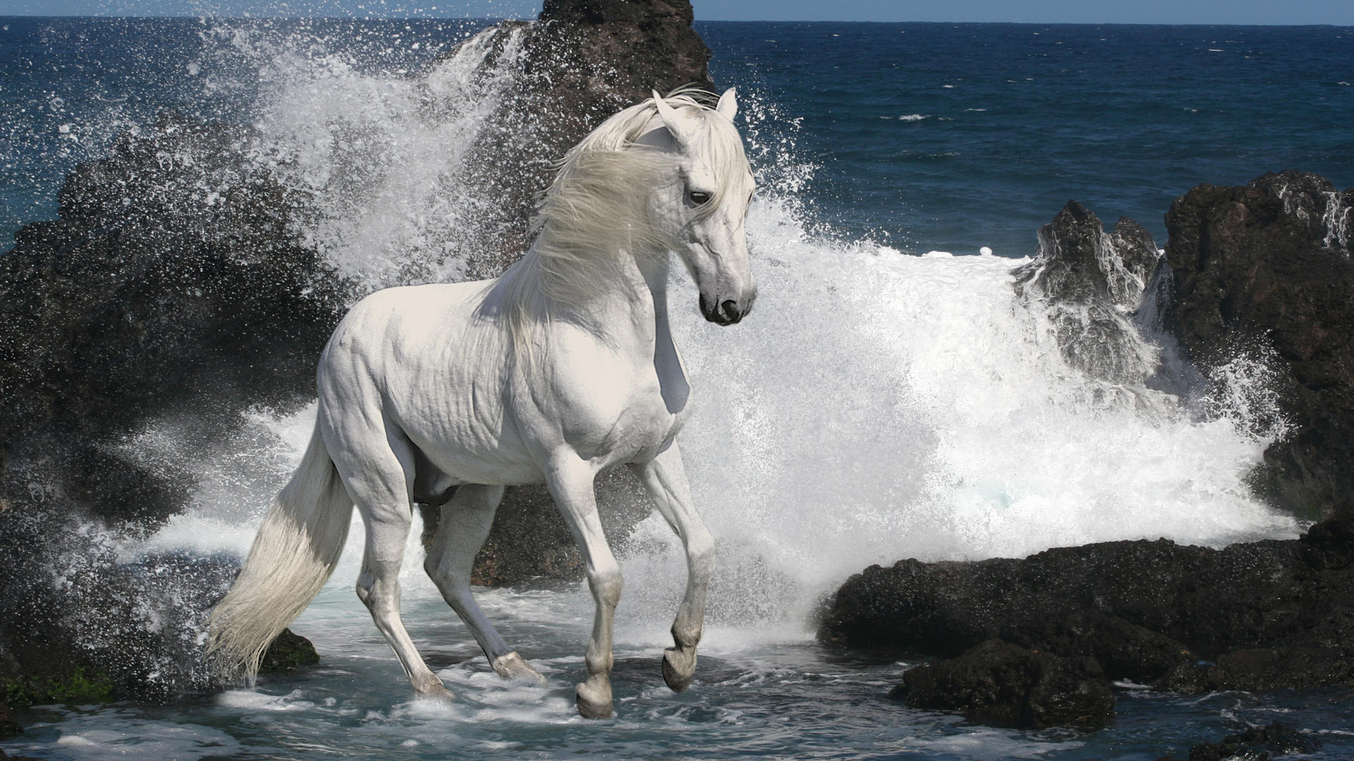 animals, Horses, Mane, White, Bright, Majestic, Motion, Beaches, Nature, Ocean, Sea, Water, Waves, Drops, Splash, Rocks, Shore Wallpaper