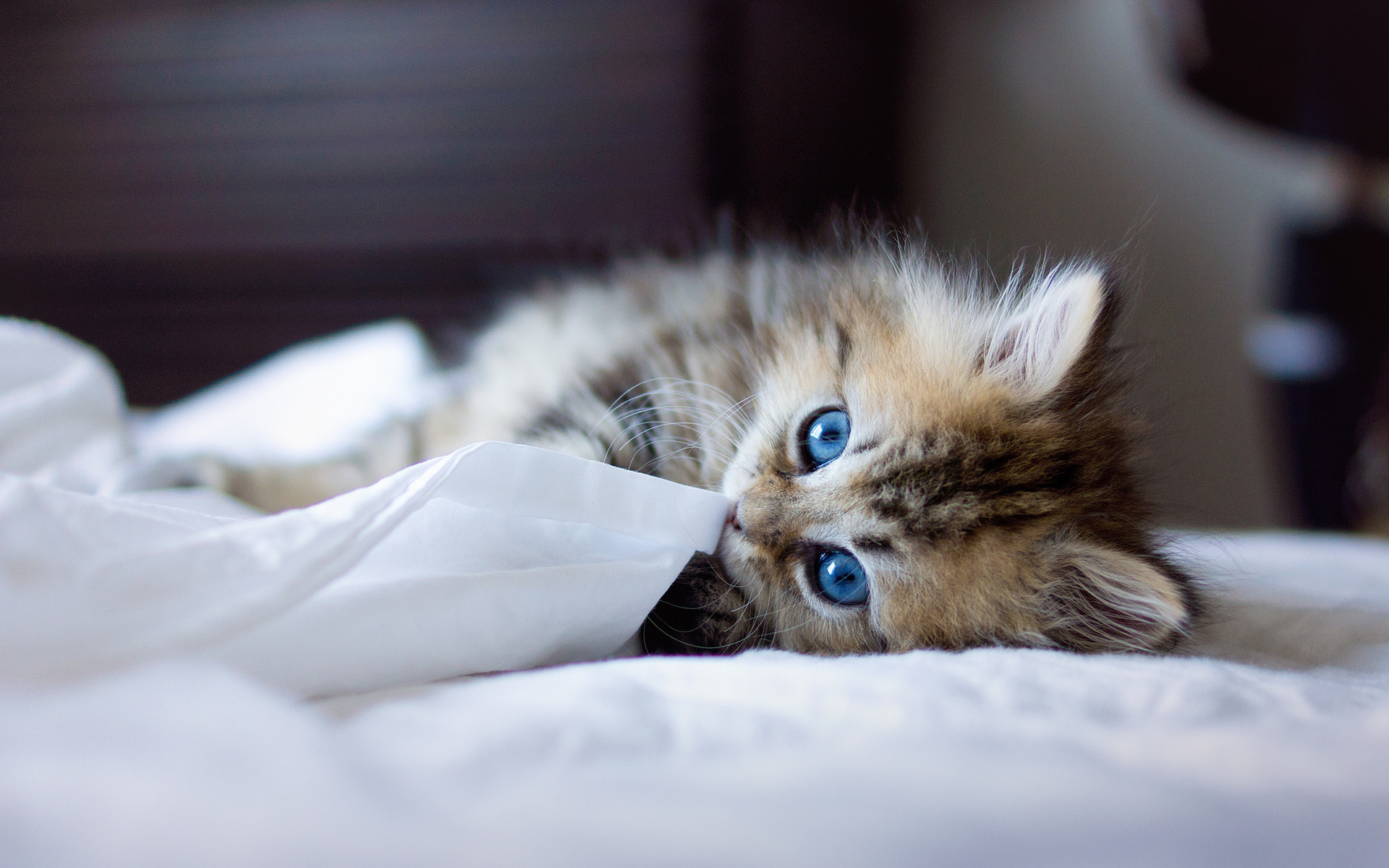 animals, Cats, Felines, Kittens, Face, Eyes, Blue, Whiskers, Play, Cute, Fur, Look, Stare, Babies Wallpaper