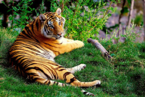 animals, Cats, Tigers, Stripes, Color, Pattern, Wildlife, Predator, Landscapes, Grass, Green, Plants, Trees, Contrast