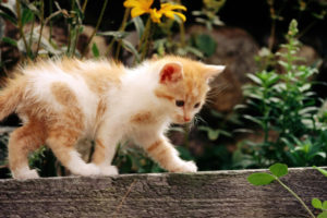 animals, Cats, Felines, Kittens, Fur, Whiskers, Face, Eyes, Paws, Plants, Garden, Wood, Flowers, Babies, Cute