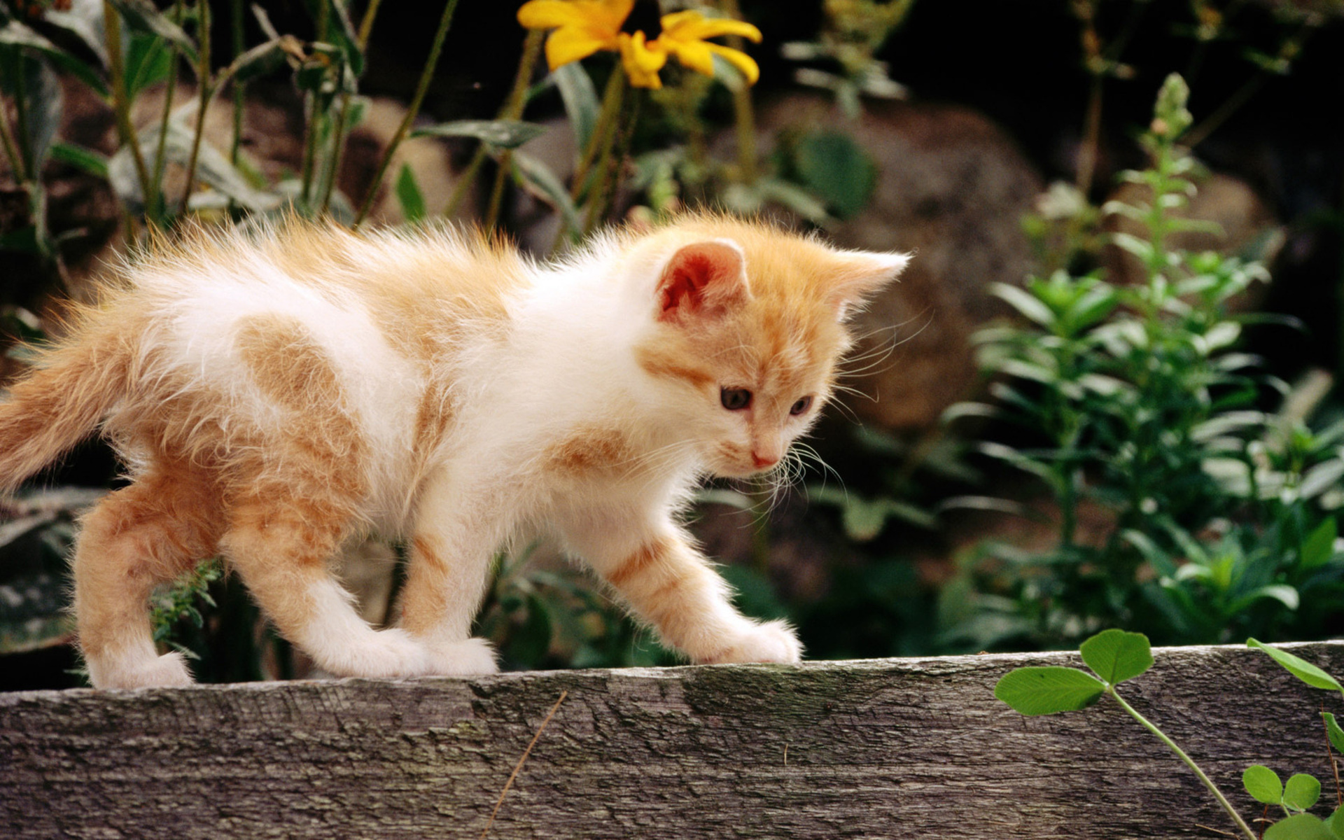 animals, Cats, Felines, Kittens, Fur, Whiskers, Face, Eyes, Paws, Plants, Garden, Wood, Flowers, Babies, Cute Wallpaper
