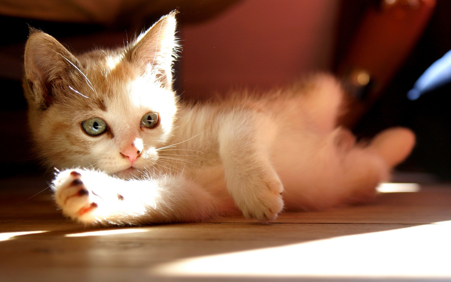 animals, Cats, Kittens, Cute, Babies, Face, Eyes, Whiskers, Paws, Light, Sunlight, Ray, Shade, Play Wallpaper