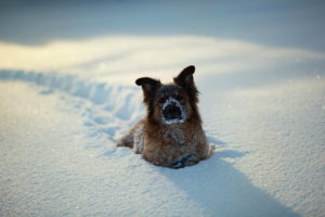 animals, Dogs, Canines, Humor, Funny, Cute, Fur, Face, Eyes, Tracks, Foot, Prints, Trail, Path, Winter, Snow, Seasons, White, Sunlight, Sparkle