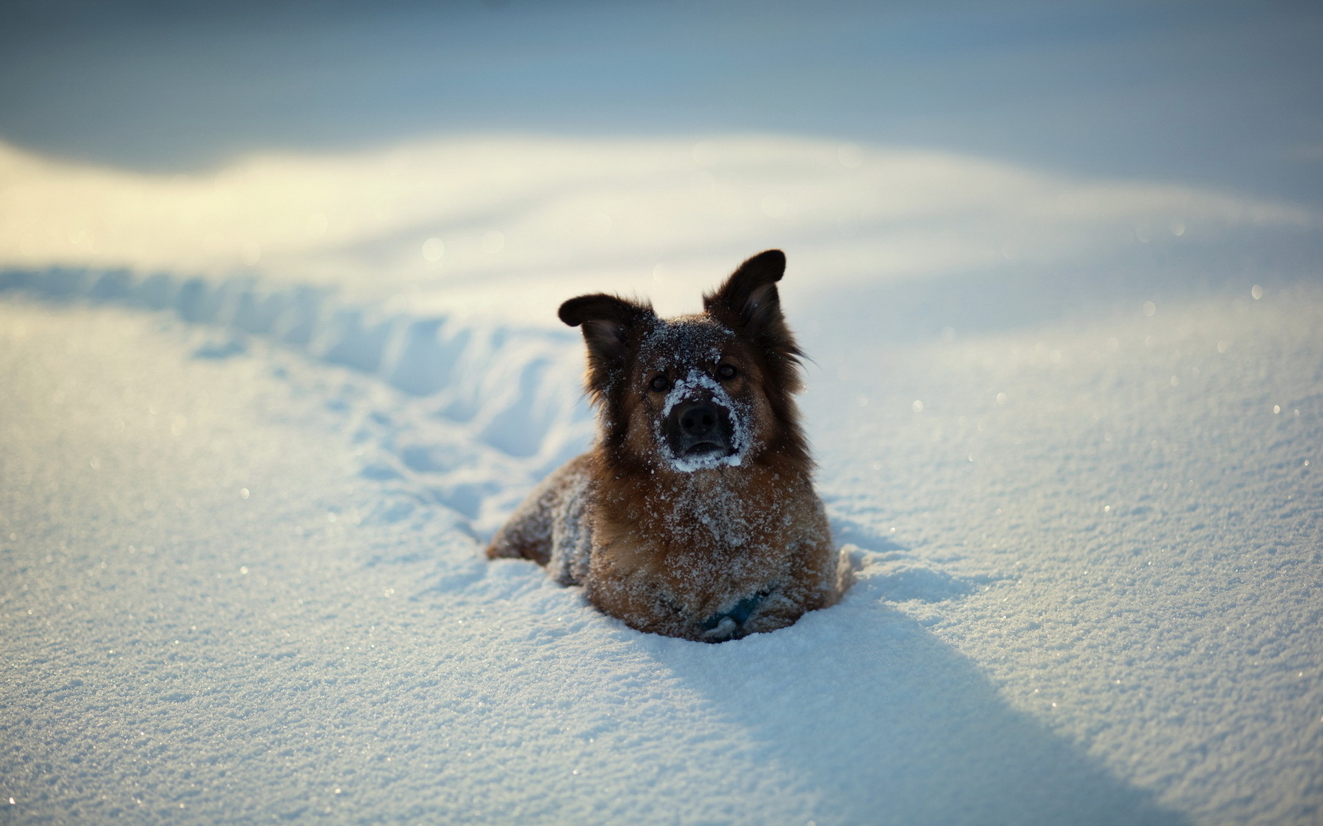animals, Dogs, Canines, Humor, Funny, Cute, Fur, Face, Eyes, Tracks, Foot, Prints, Trail, Path, Winter, Snow, Seasons, White, Sunlight, Sparkle Wallpaper