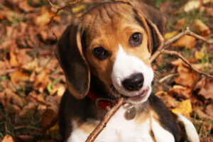 beagle, Animals, Dogs, Twig, Branch, Face, Eyes, Whiskers, Cute, Autumn, Fall, Seasons, Leaves