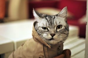 cats, Animals, Funny, Fur, Hipster, Detective, Wink, Whiskers