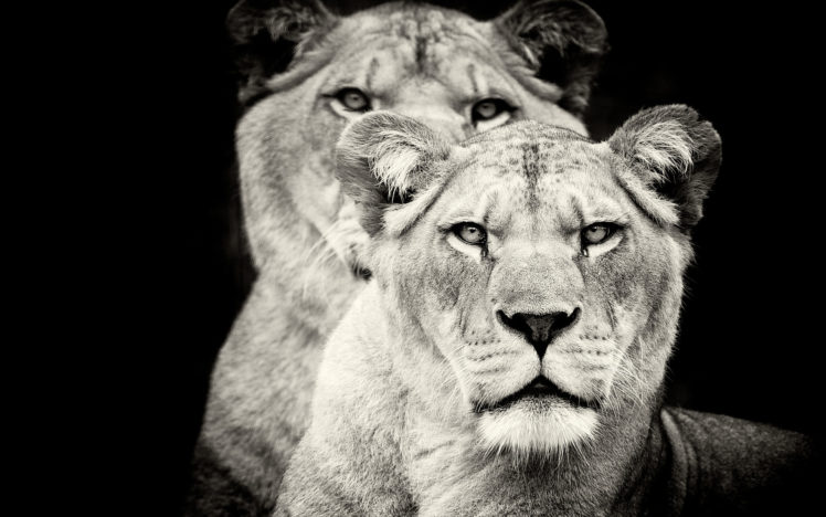 lions, Animals, Cats, Monochrome, Black, White, Face, Eyes, Whiskers, Wildlife, Predator HD Wallpaper Desktop Background