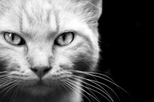 animals, Cats, Felines, Face, Eyes, Whiskers, Fur, Black, White, Monochrome