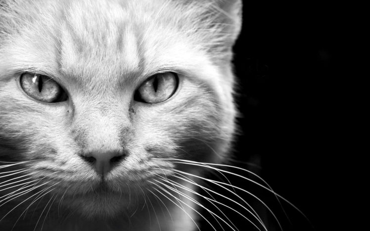 animals, Cats, Felines, Face, Eyes, Whiskers, Fur, Black, White, Monochrome HD Wallpaper Desktop Background