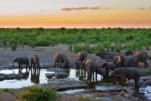 water, Elephants, Africa, Drinks, Mammals, Baby, Elephant, Baby, Animals