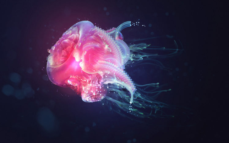 animals, Jellyfish, Sea, Ocean, Water, Liquid, Underwater, Neon, Bright, Color, Life, Contrast HD Wallpaper Desktop Background