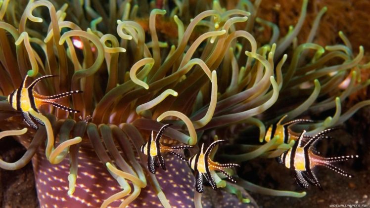 anemones, Animals, Fishes, Tropical, Sealife, Sea, Life, Underwater, Ocean, Sea, Color HD Wallpaper Desktop Background