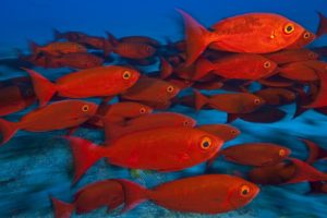 animals, Fishes, Tropical, Red, Color, Eyes, Underwater, Sea, Ocean, Water