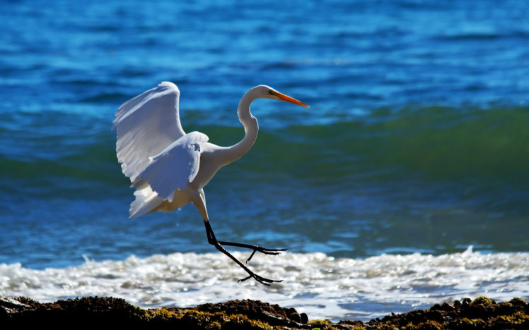 animals, Birds, Cranes, Herons, Flight, Fly, Beaches, Shore, Ocean, Sea, Lakes, Wildlife, Feathers, Waves, Foam, Sunlight HD Wallpaper Desktop Background