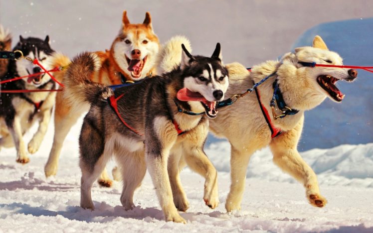animals, Dogs, Husky, Cold, Team, Winter, Snow, Seasons, Sled, Face, Eyes, Whiskers, Paws HD Wallpaper Desktop Background