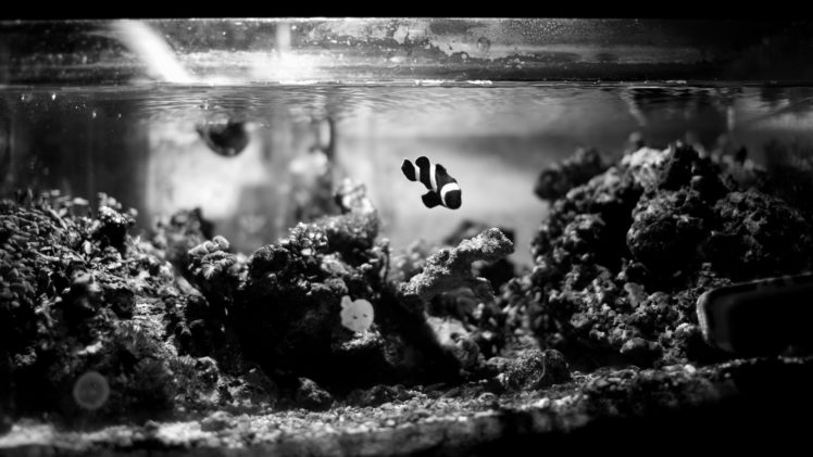 animals, Fishes, Clown, Fish, Aquarium, Black, White, Water, Reef, Coral, Underwater, Glass, Liquid, Stripes, Tropical HD Wallpaper Desktop Background