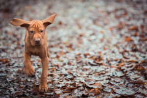 animals, Dogs, Puppy, Canine, Humor, Funny, Cute, Ears, Autumn, Fall, Leaves, Wet, Rain