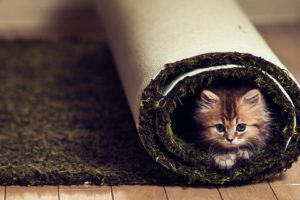 animals, Cats, Kittens, Cute, Fir, Face, Whiskers, Eyes, Carpet, Humor, Funny