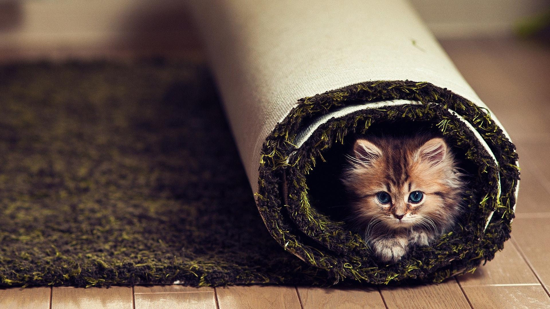 animals, Cats, Kittens, Cute, Fir, Face, Whiskers, Eyes, Carpet, Humor, Funny Wallpaper