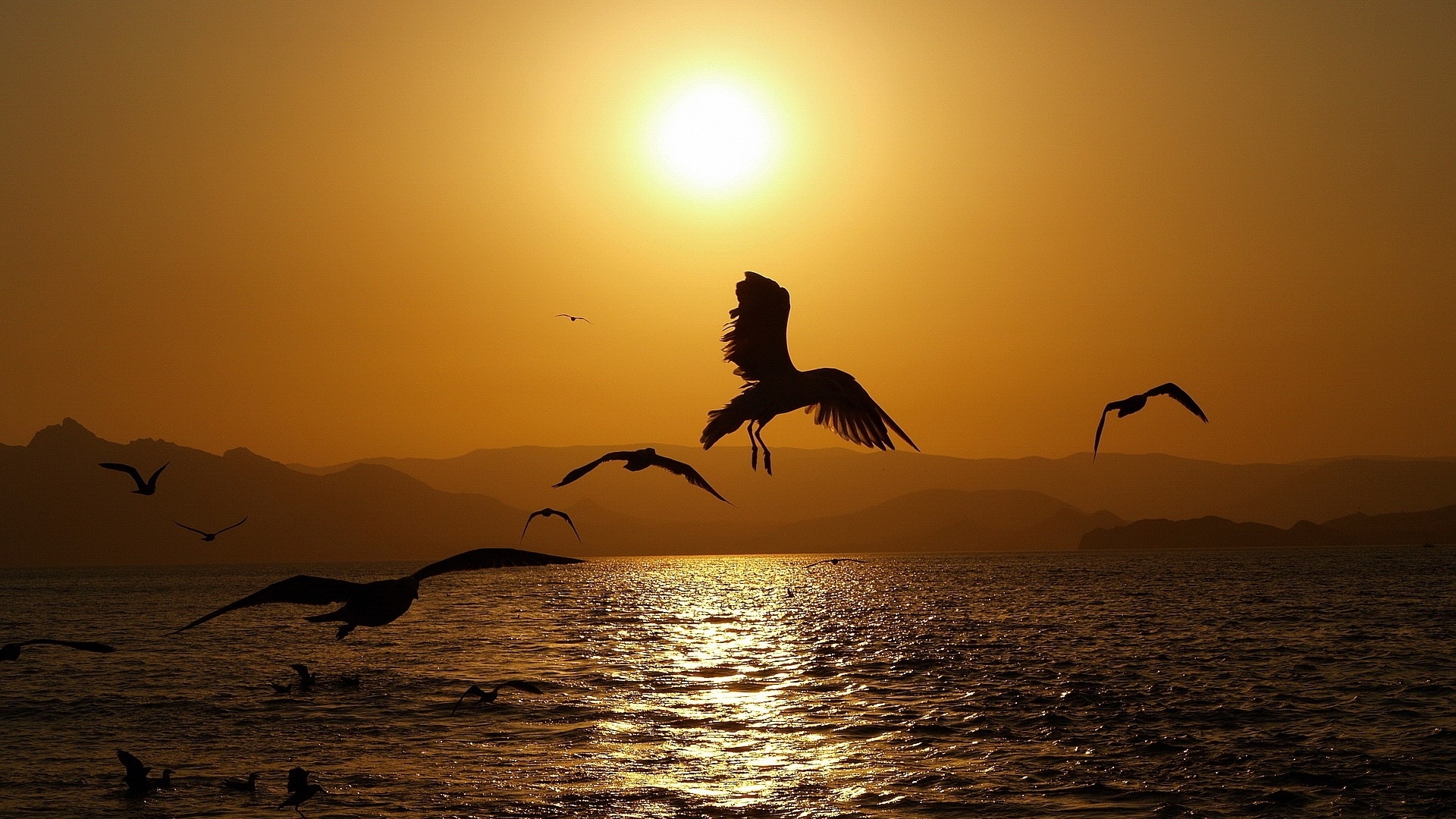 animals, Birds, Nature, Seascape, Wings, Sunset, Sunrise, Sun, Water, Reflection, Flight, Fly, Gull, Scenic, Wildlife Wallpaper