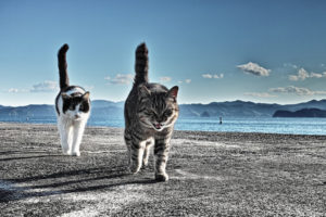 animals, Cats, Felines, Fur, Whiskers, Beaches, Water, Sound, Bay, Mountains, Sky, Clouds