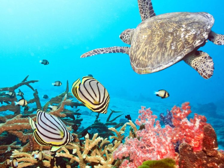 animals, Fishes, Turtle, Ocean, Sea, Water, Underwater, Coral, Reef, Tropical, Sunlight, Colors, Detail HD Wallpaper Desktop Background
