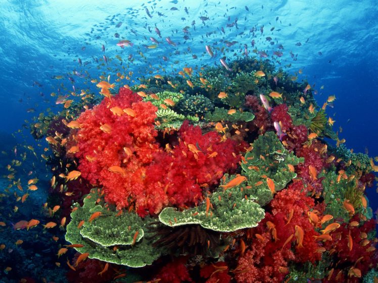 animals, Fishes, Tropical, Underwater, Reef, Coral, Sea, Ocean, Color, Sunlight HD Wallpaper Desktop Background