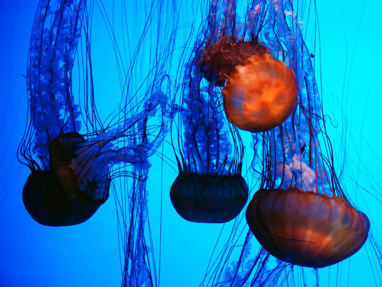 jellyfish, Animals, Sea, Life, Ocean, Underwater, Color, Contrast, Seascape HD Wallpaper Desktop Background