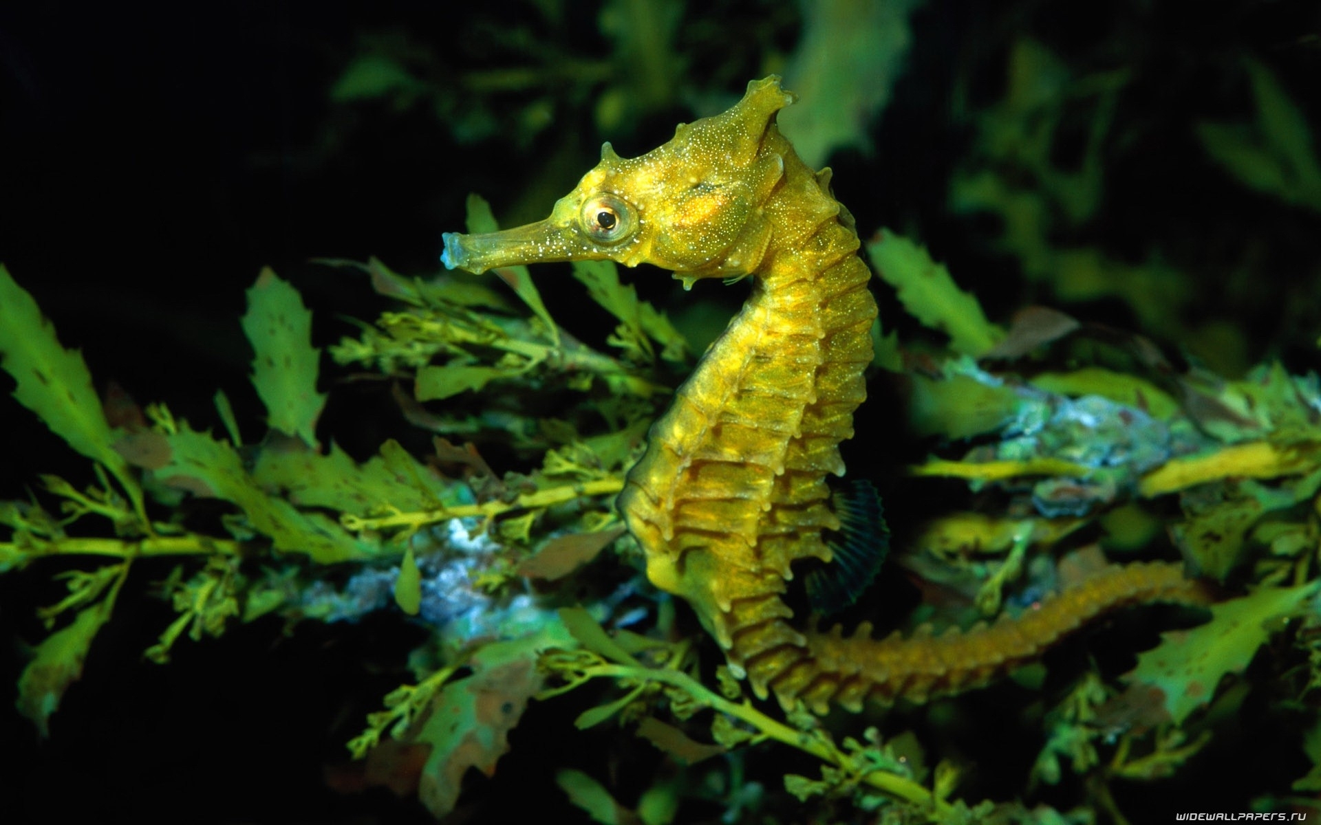 animals, Fishes, Seahorse, Plants, Leaves, Underwater, Ocean, Sea, Life, Nature Wallpaper