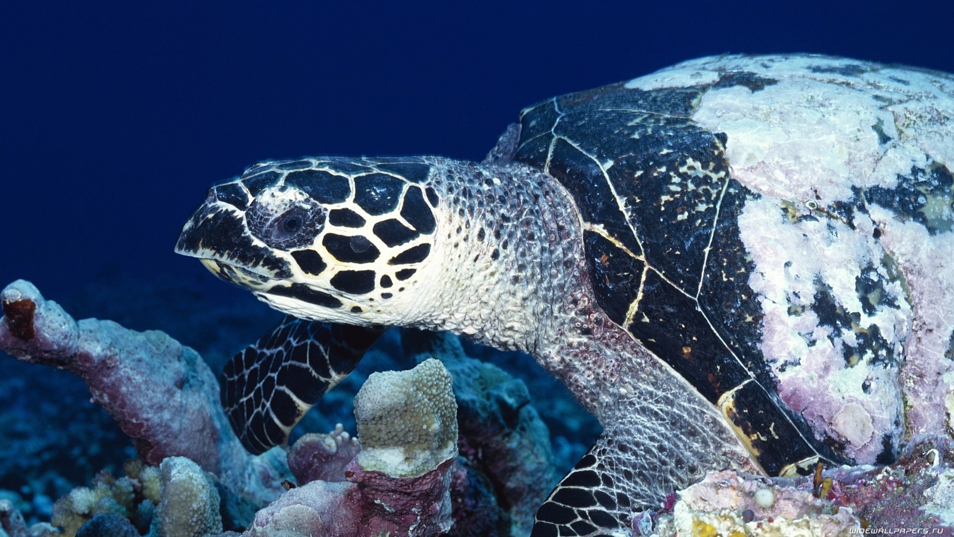animals, Retiles, Turtle, Sea, Ocean, Underwater, Swim, Float, Reef, Coral, Tropical, Eyes, Life, Shell Wallpaper
