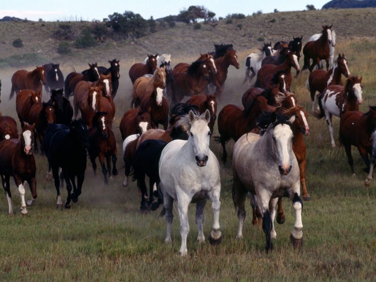 animals, Horses, Run, Motion, Fields, Grass, Landscapes, Hill, Trees HD Wallpaper Desktop Background