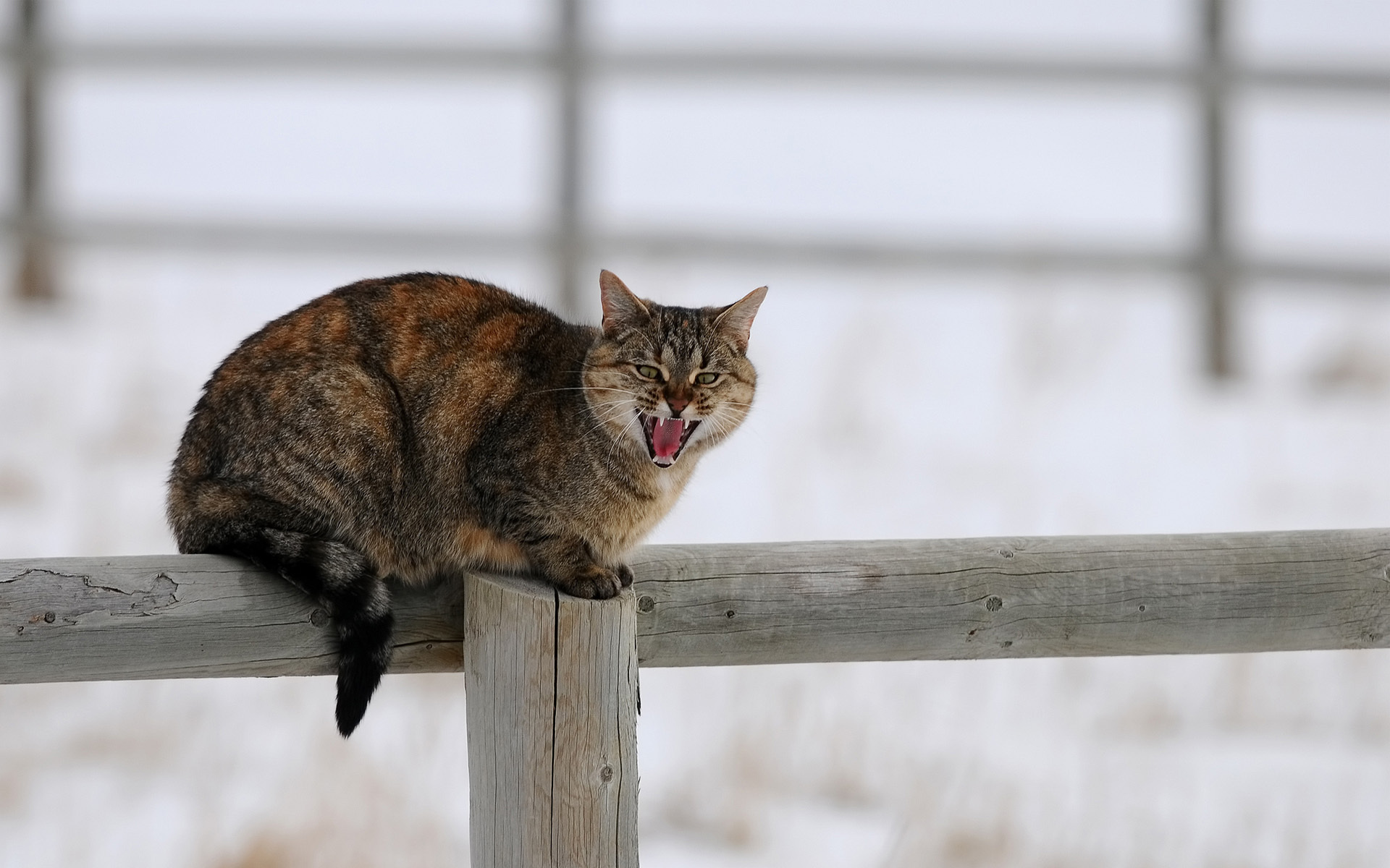 animals, Cats, Felines, Fur, Whiskers, Fence, Winter, Snow, Seasons Wallpaper