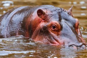 animals, Africa, Hippo, Water, Swim, Float, Face, Eyes, Color